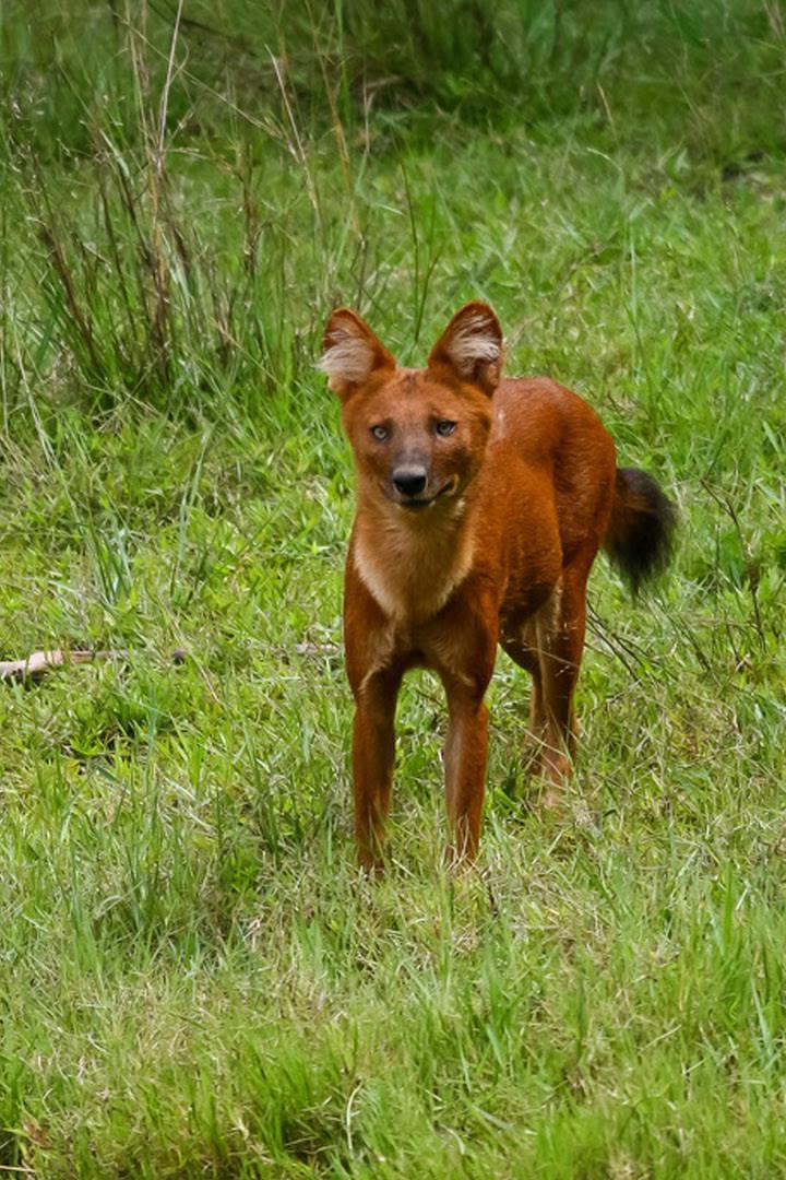 Животные из Красной книги