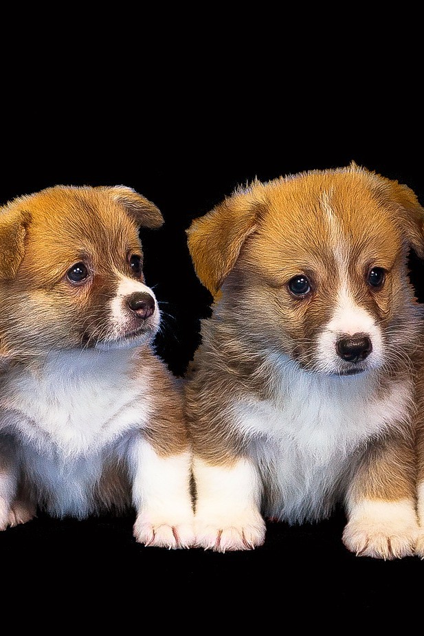 Создавая собак