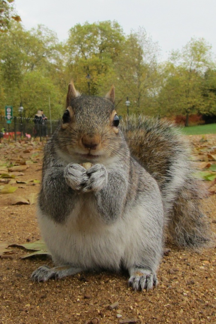 Животные в городе