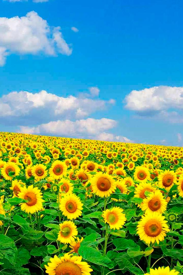 Подсолнухи