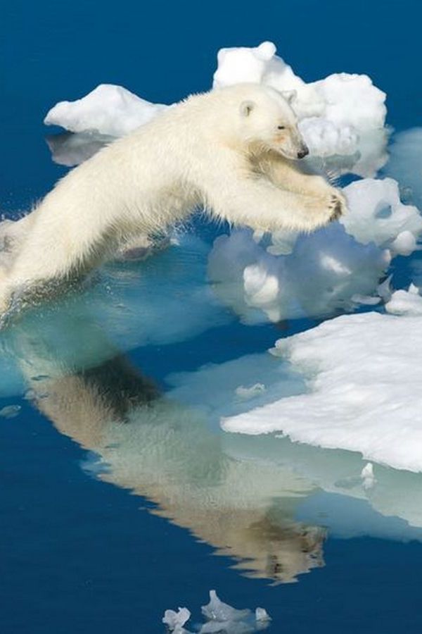 Дикая природа Америки