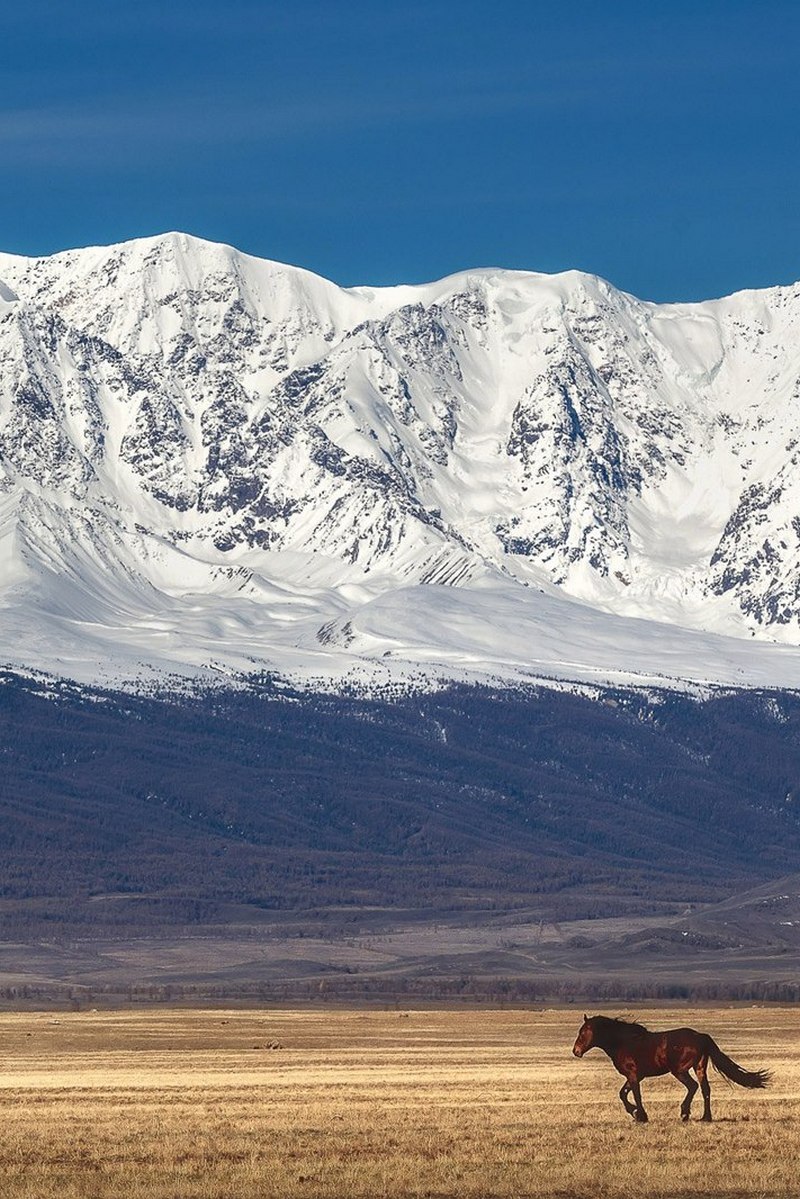 Курайская степь