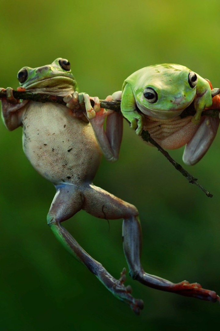 Фильмы о природе и животных