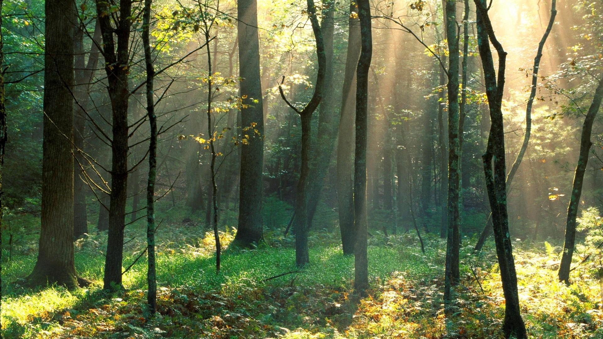 Урочище "Шотский лес"