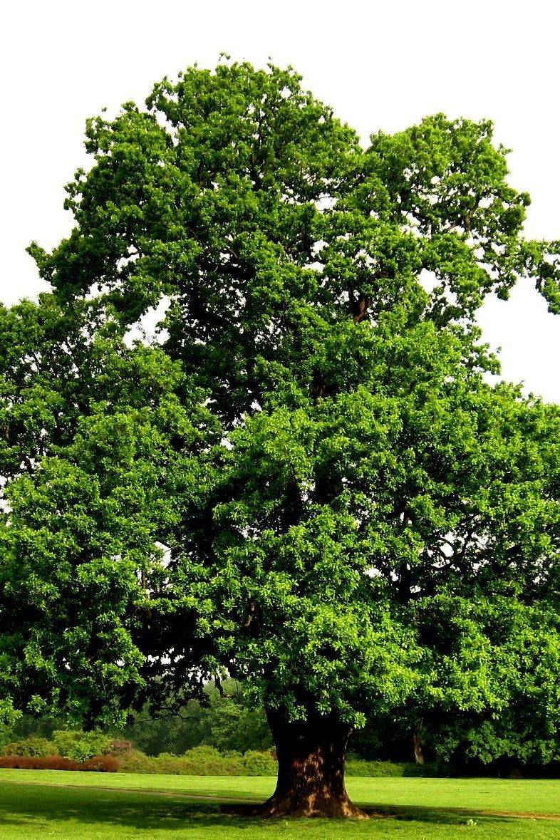 Дуб. Чемпион по выживанию