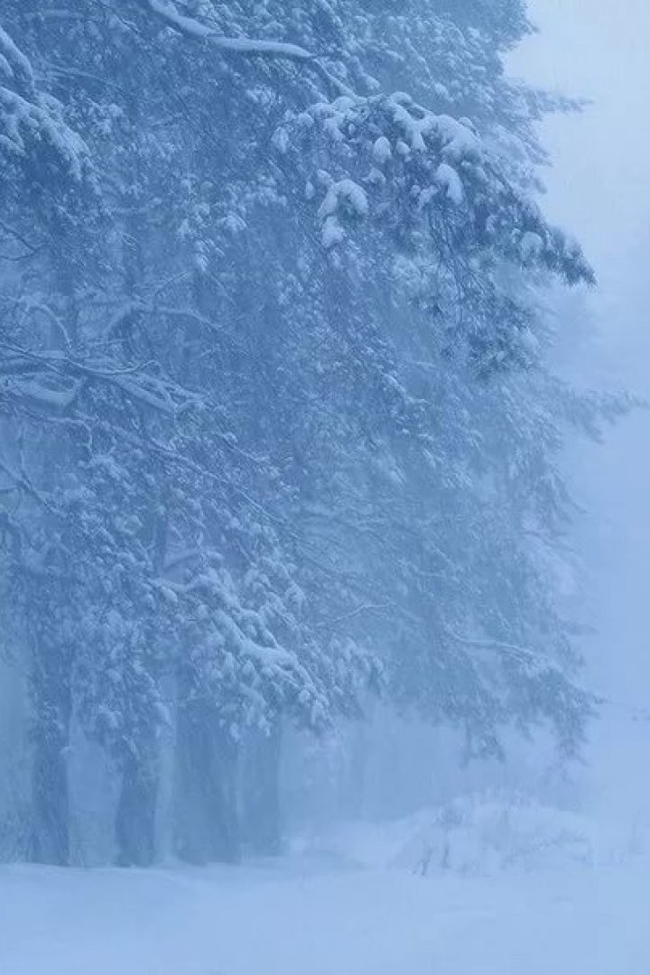 Снежные войны