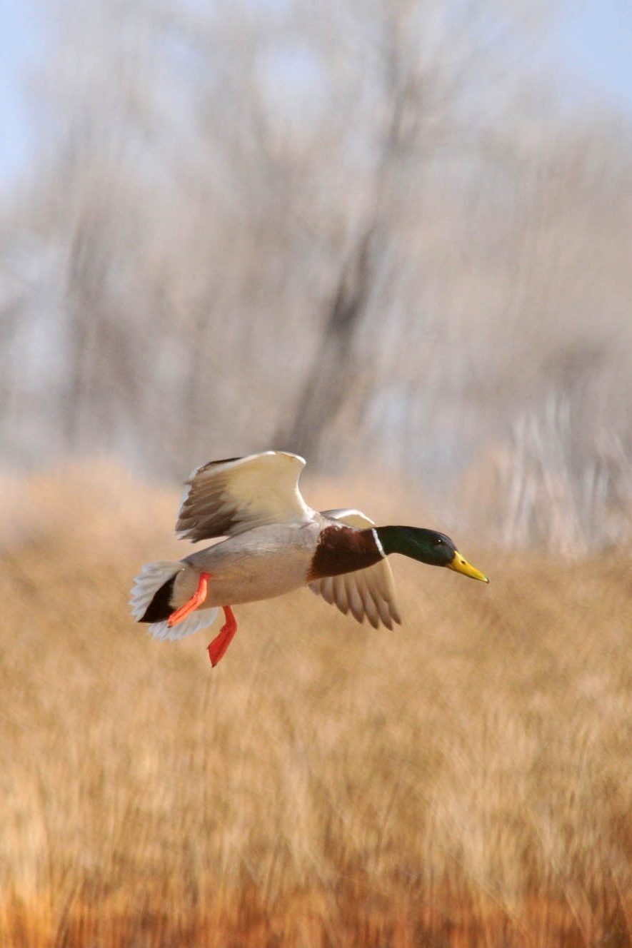 Охота по перу