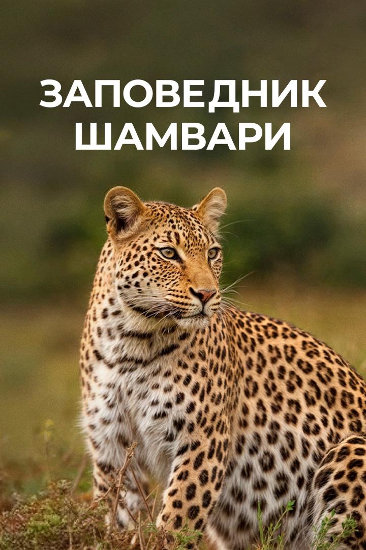 Неукрощенный Шамвари