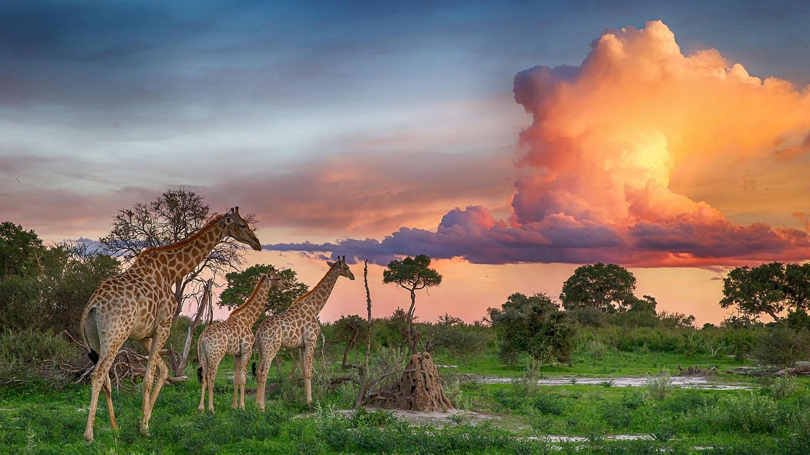 Ботсвана. Дикая природа Африки