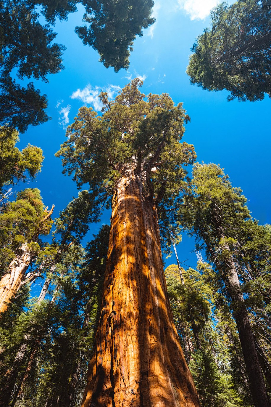 США. Парк Секвоя