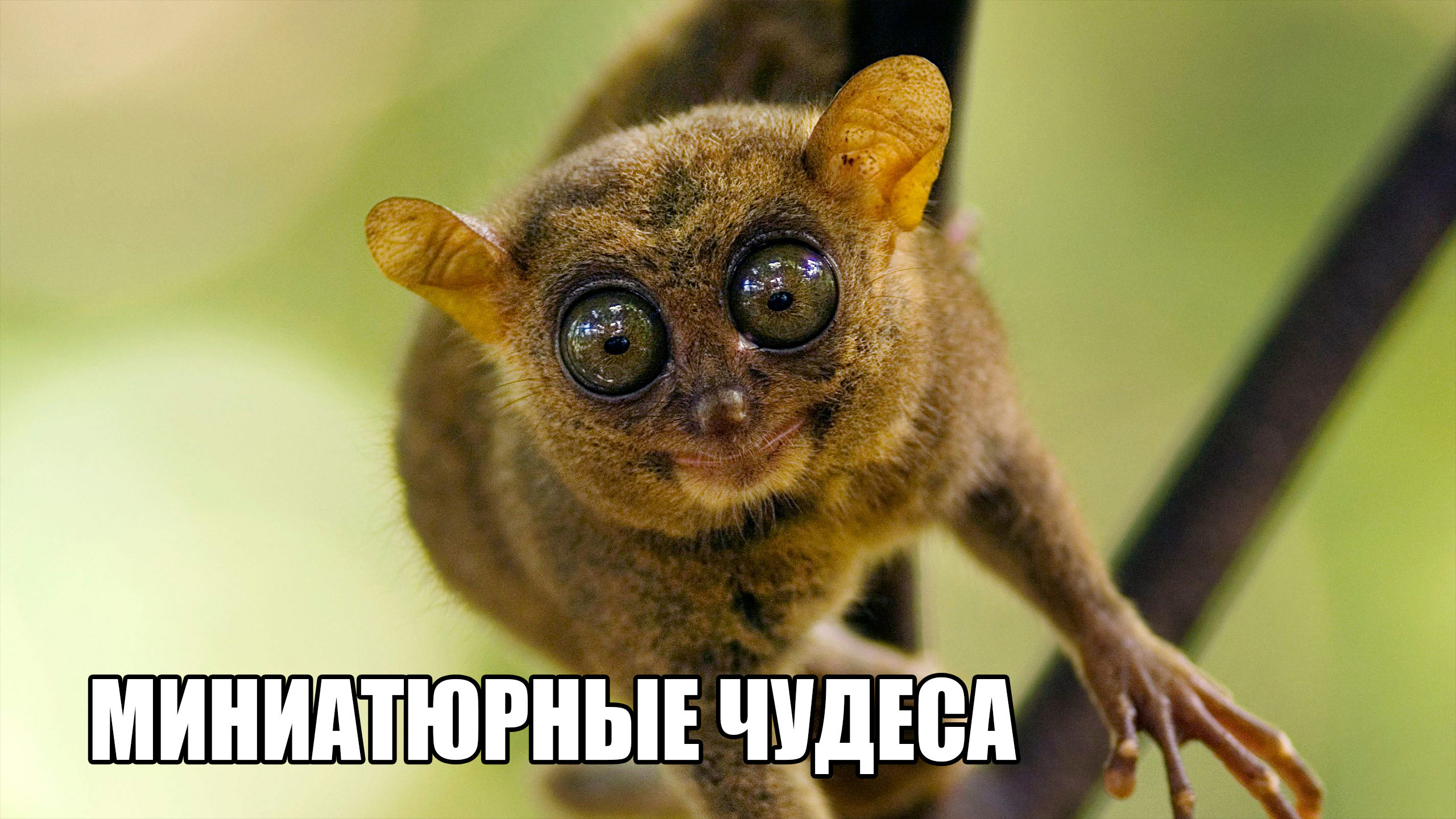 Миниатюрные чудеса