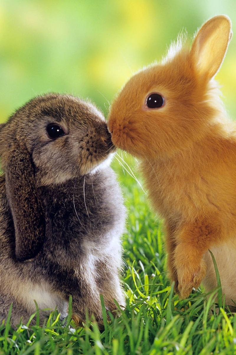 В мире животных