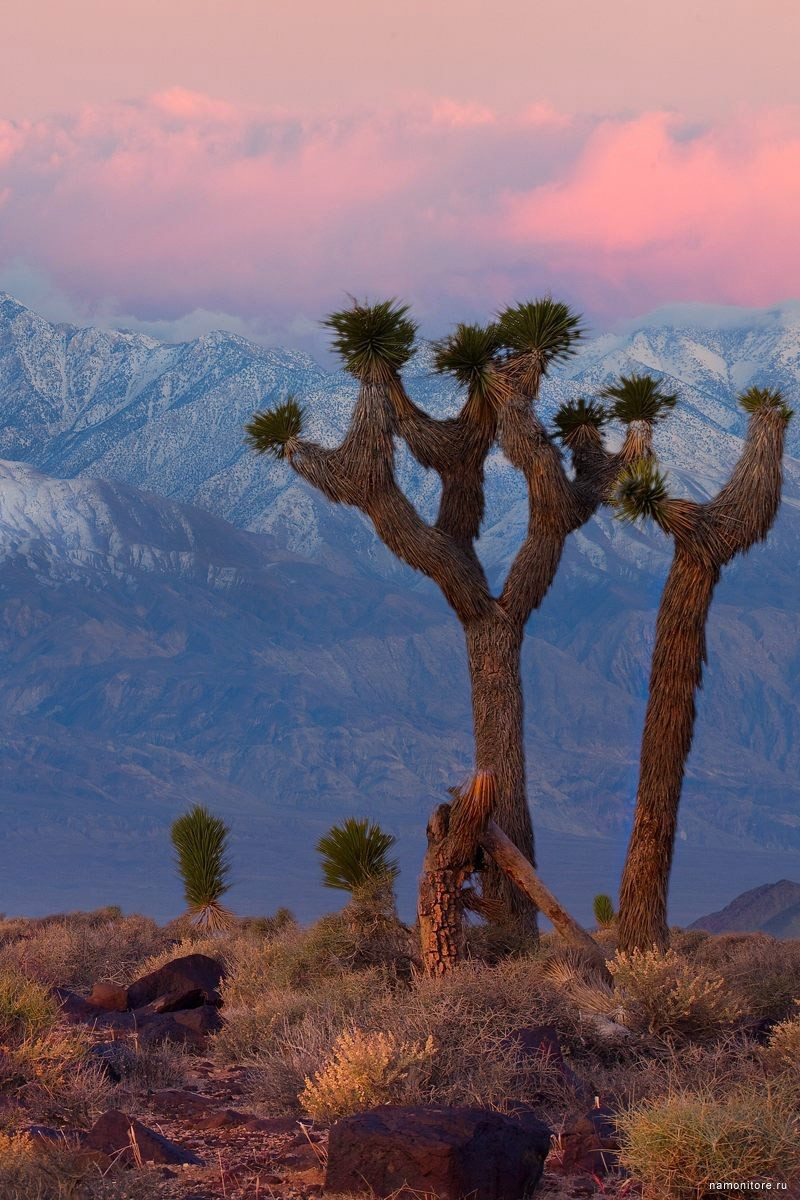 Дикая территория