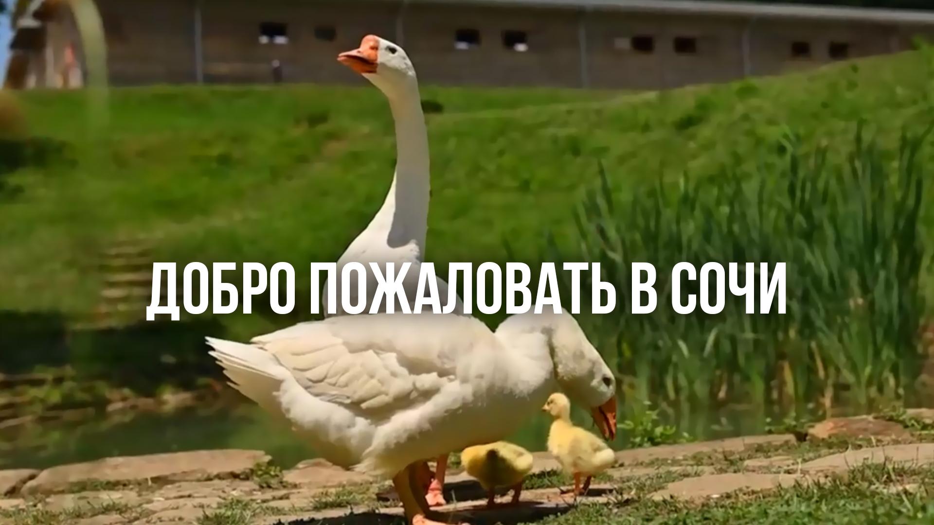 Добро пожаловать в Сочи