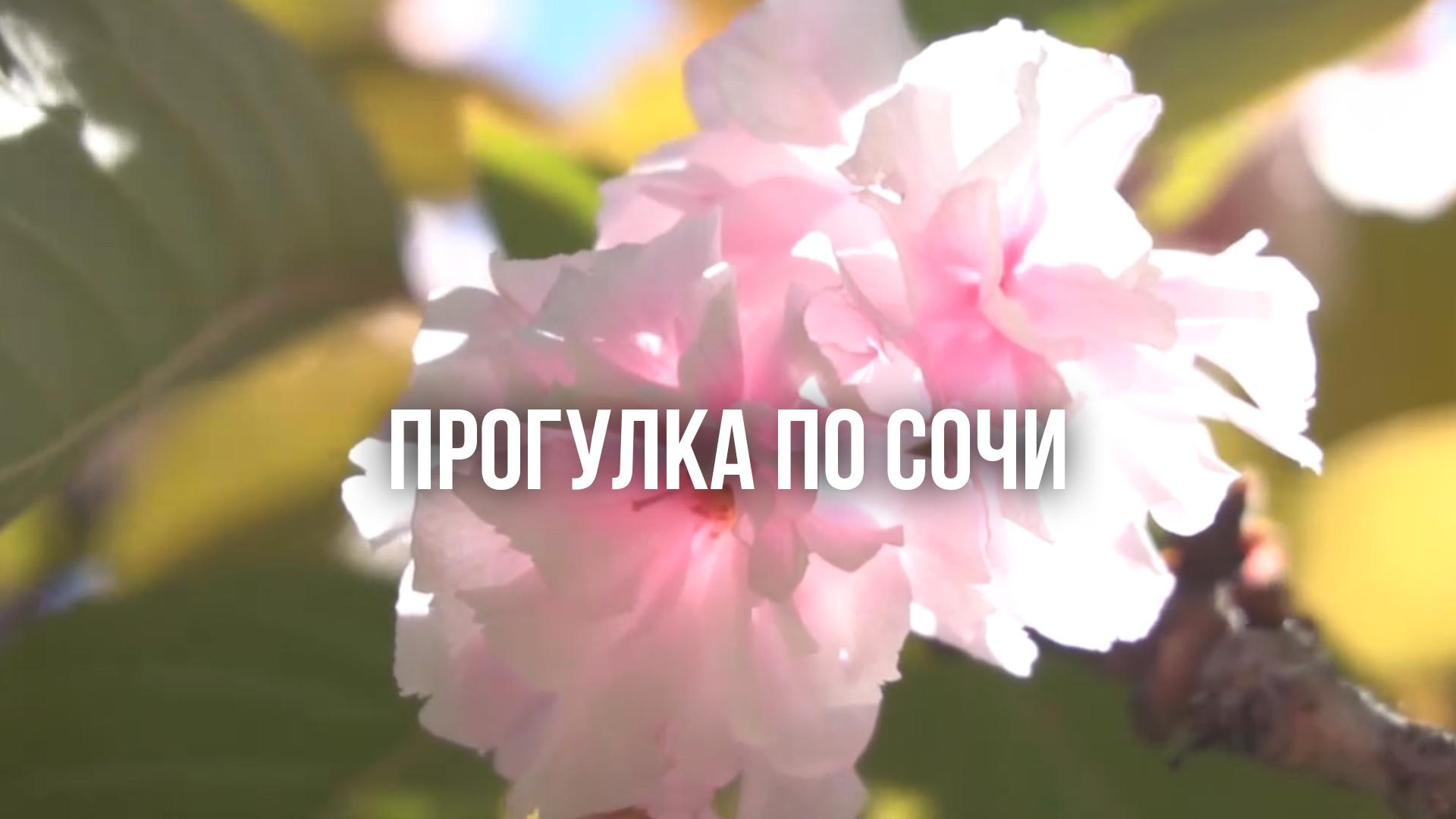 Прогулка по Сочи