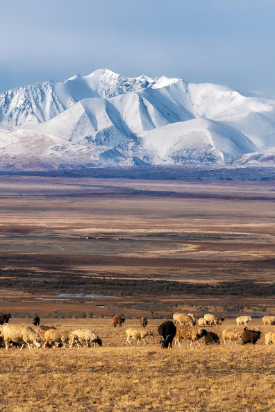 Чуйская степь