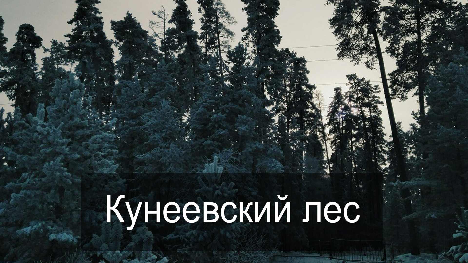 Кунеевский лес