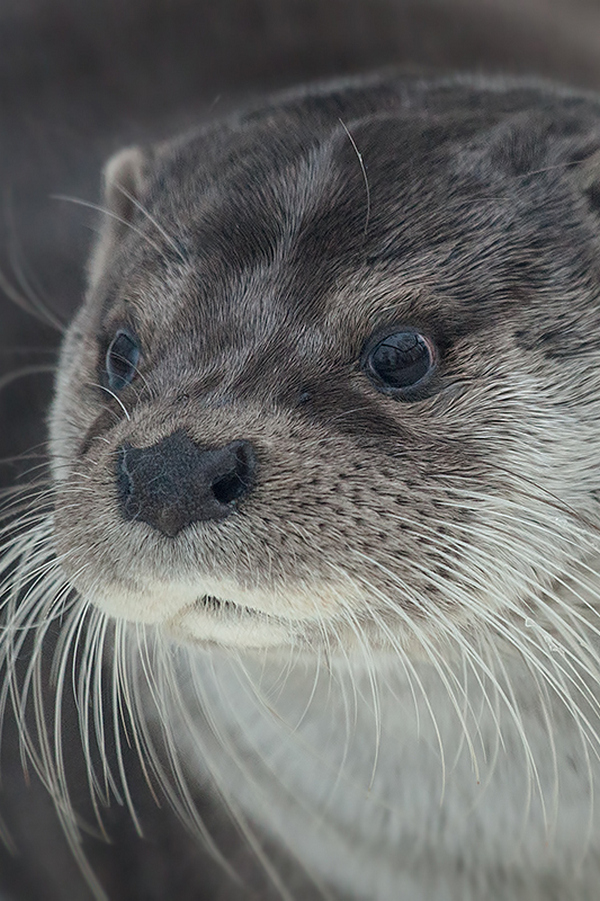 Детёныши "Йеллоустоуна"