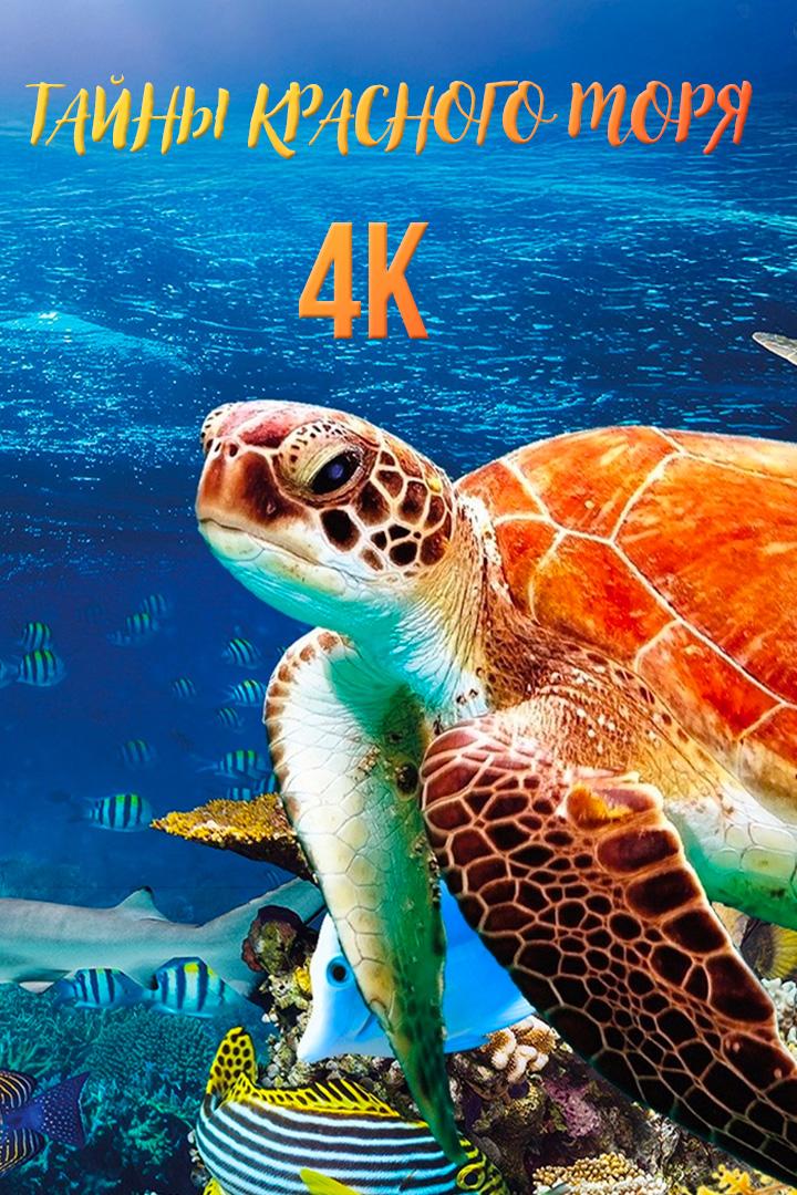 Тайны Красного моря