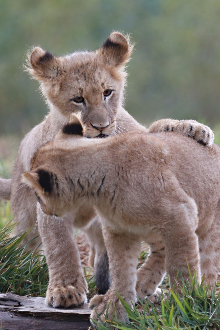 О чём думают животные?