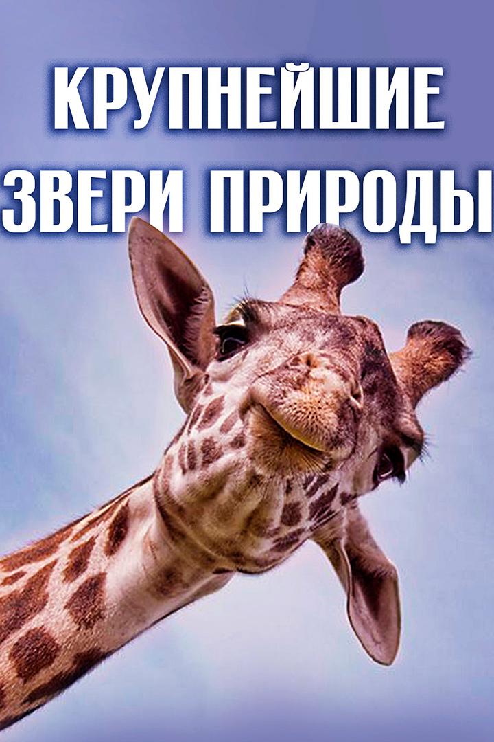 Крупнейшие звери природы