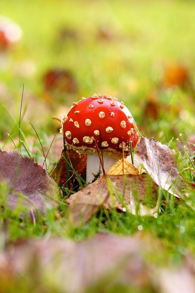 Тайное царство: Грибы, определившие наш мир