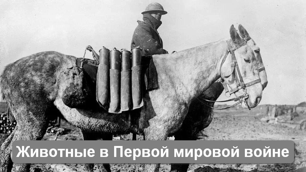 Животные в Первой мировой войне