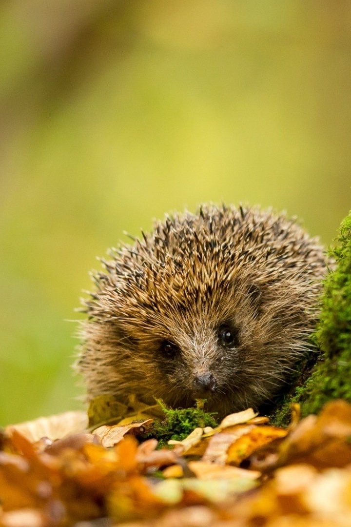 Ёжик