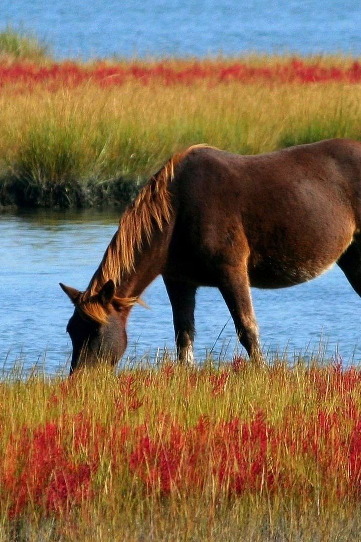 Эпоха лошадей