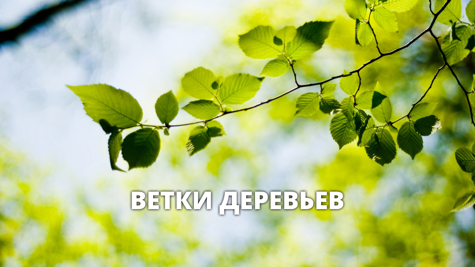 Ветки деревьев