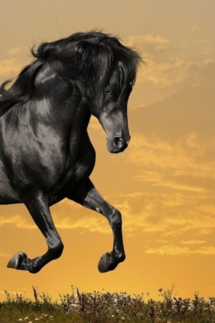 Конноспортивный турнир "Терра Башкирия". XI этап