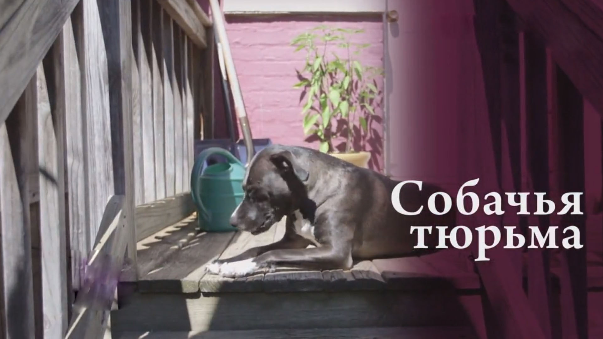 Собачья тюрьма