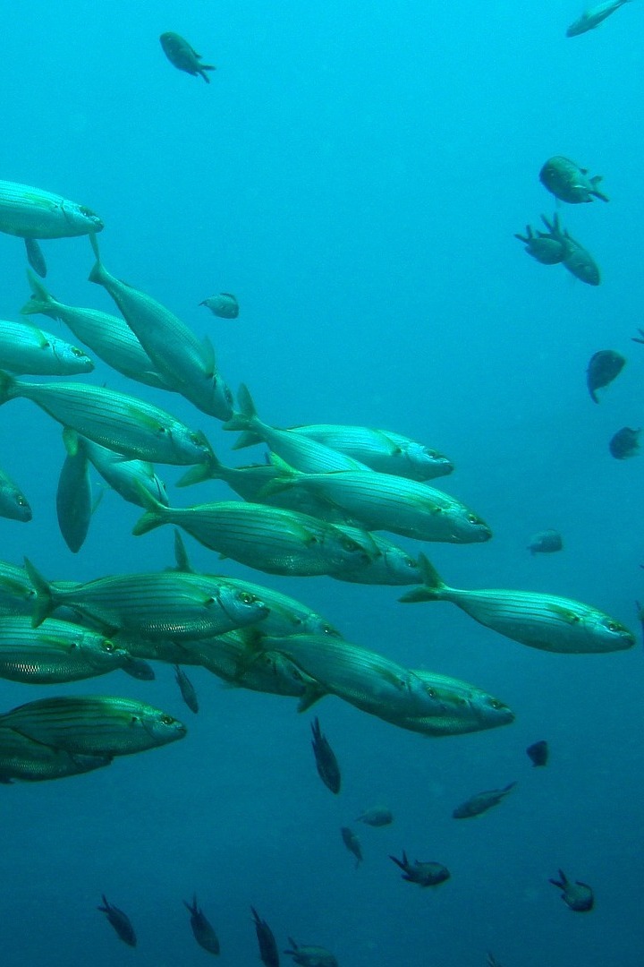 Вокруг света под водой