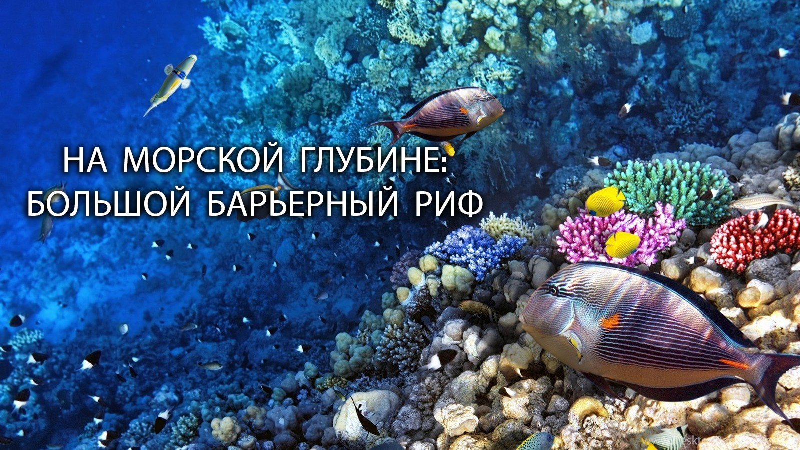 На морской глубине: Большой барьерный риф