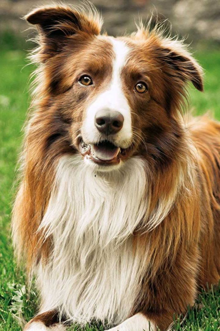 Моя уэльская овчарка