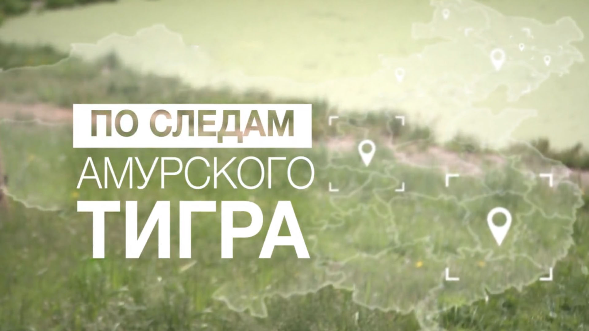 По следам амурского тигра