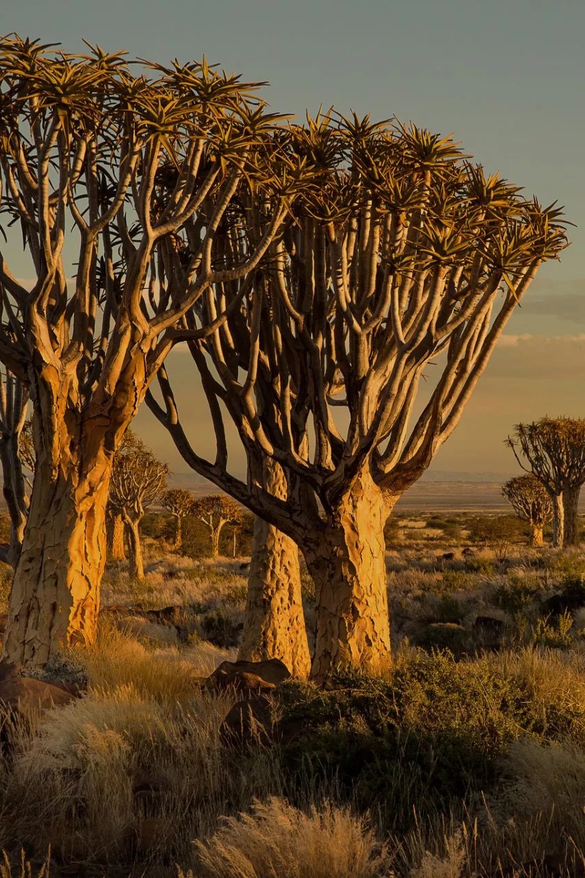 Африка на крючке