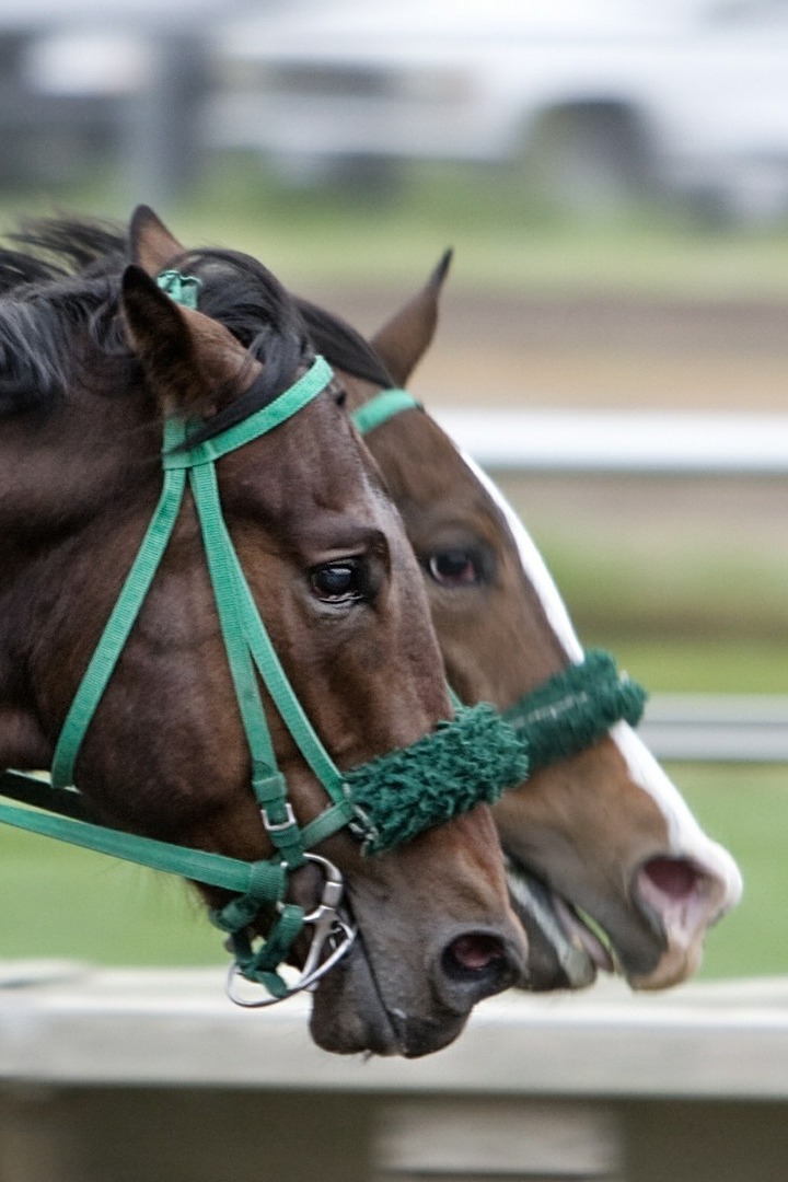 Бега. Prix de l'ile-de-france. Трансляция из Франции