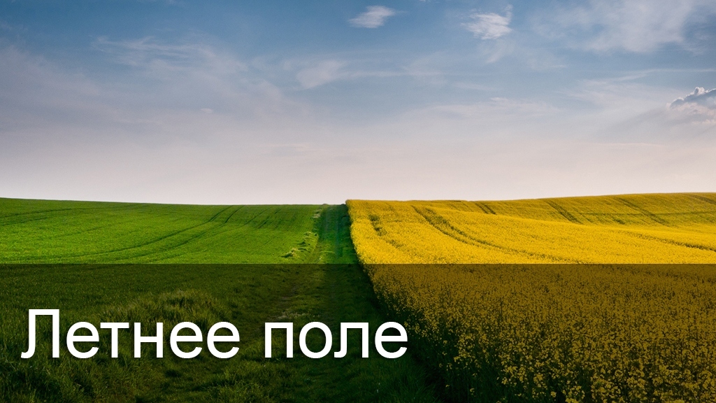 Летнее поле
