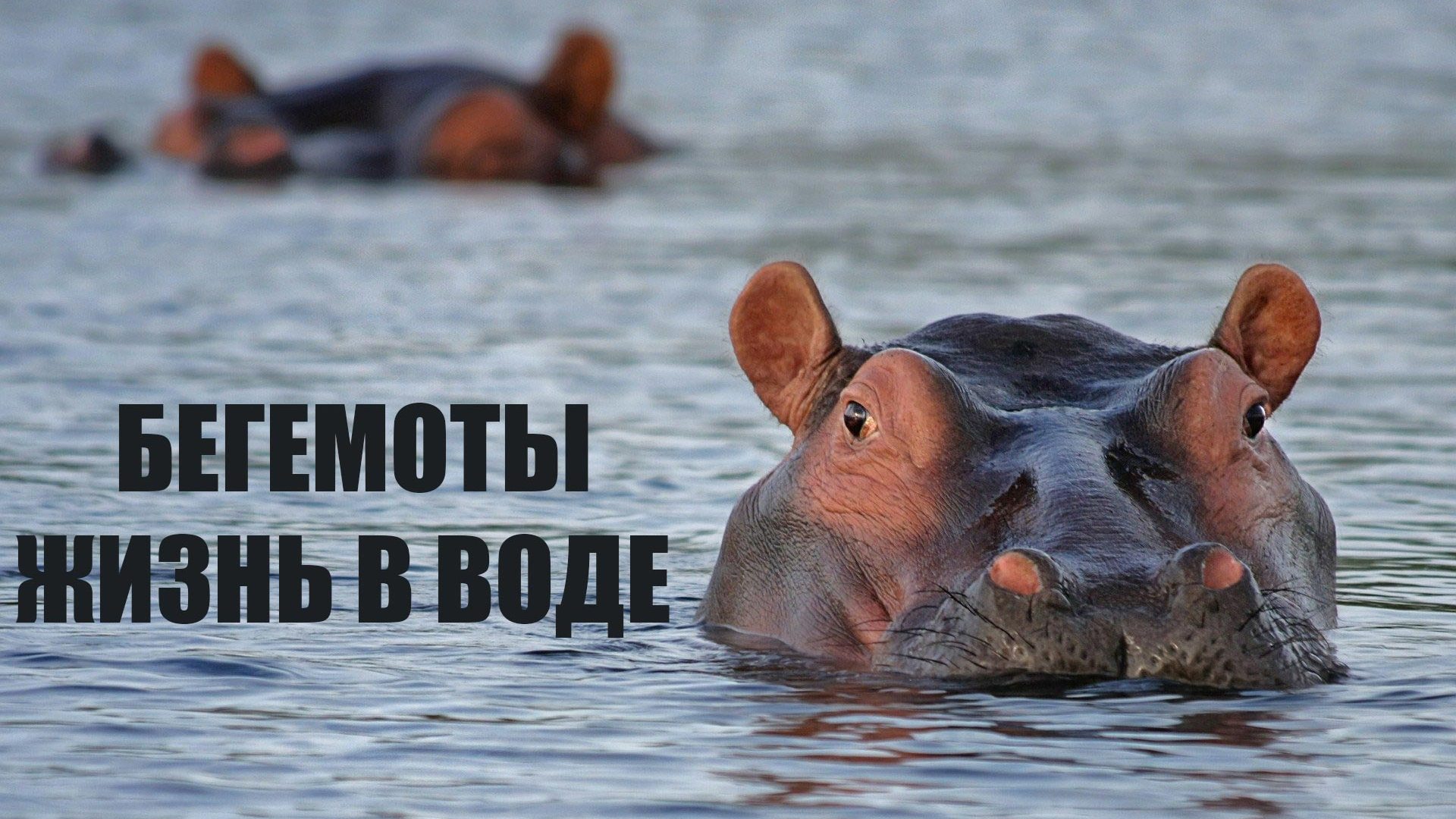 Бегемоты: гиганты африканских рек