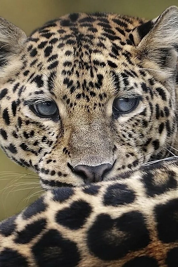 Понимая животных