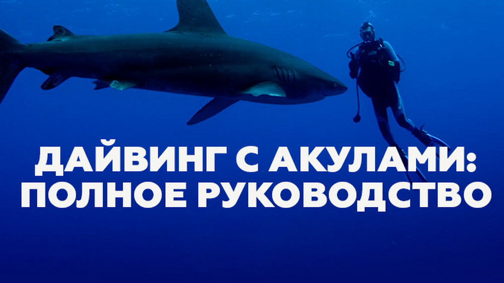 Дайвинг с акулами: полное руководство