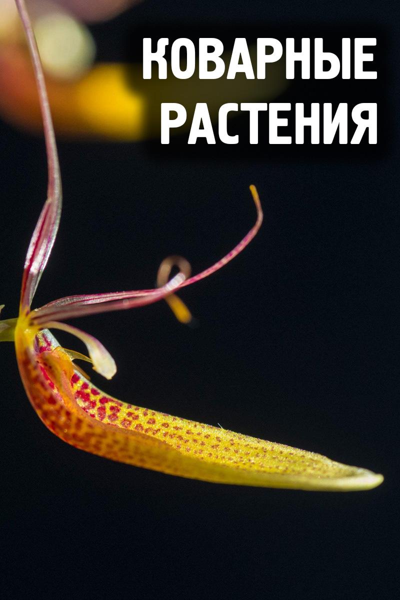 Коварные растения