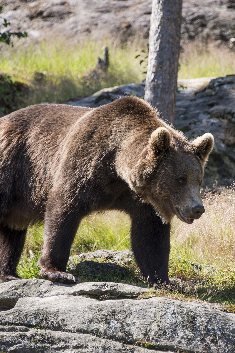 Театр медведей. Путешествие в национальный парк Башкирия