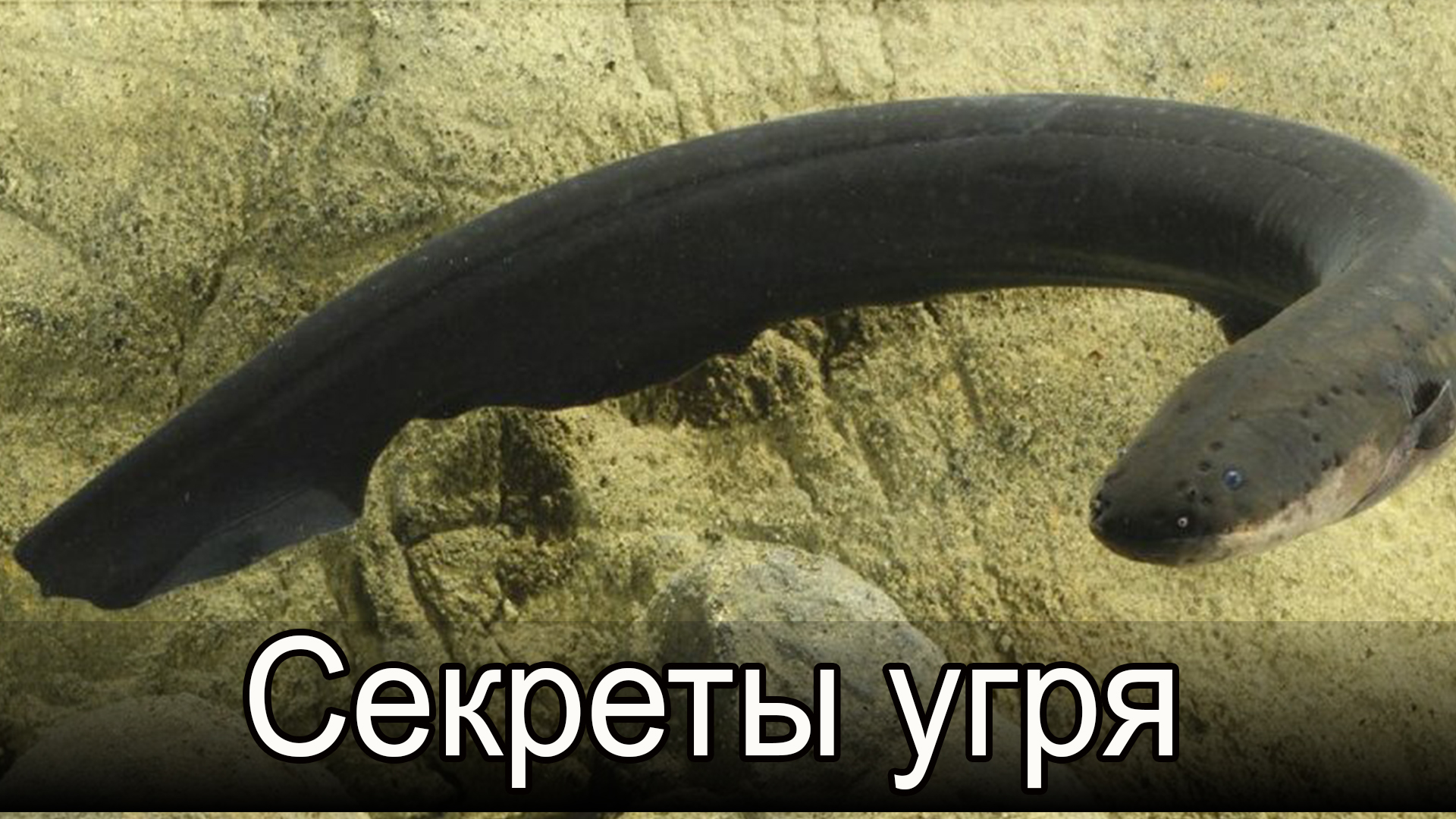 Секреты угря