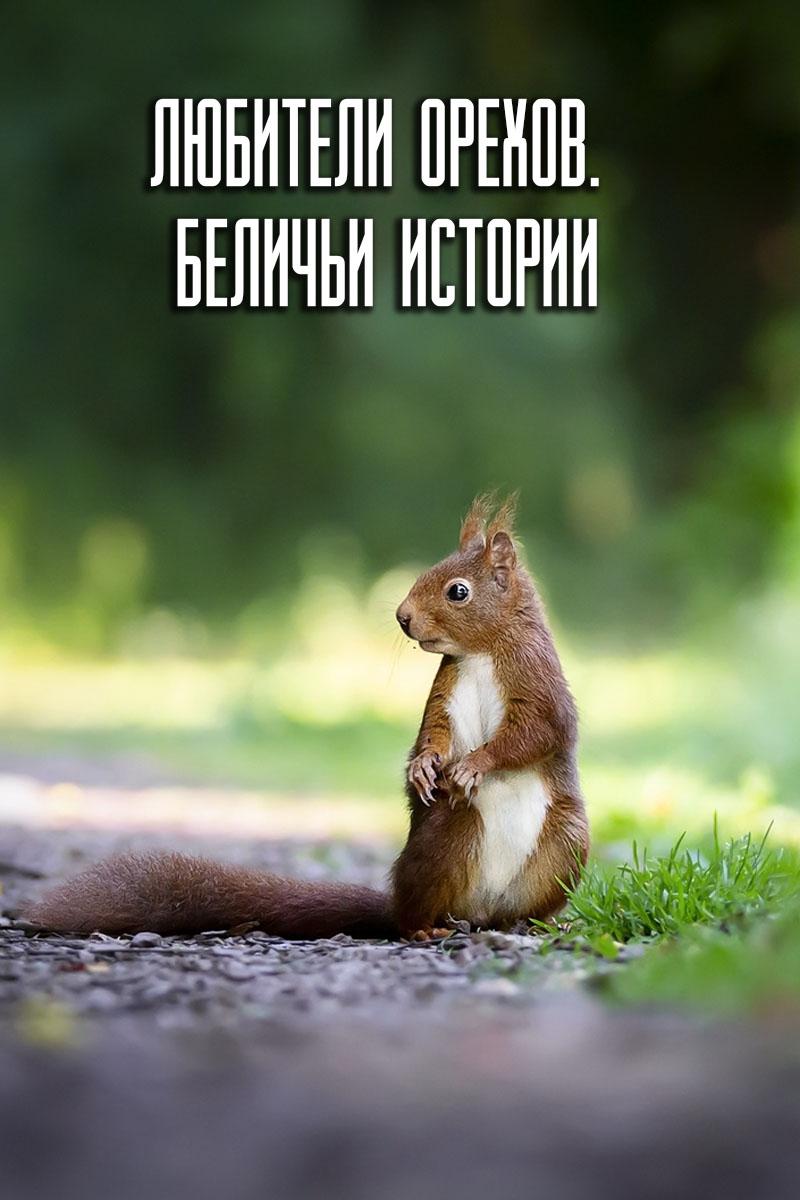 Любители орехов. Беличьи истории
