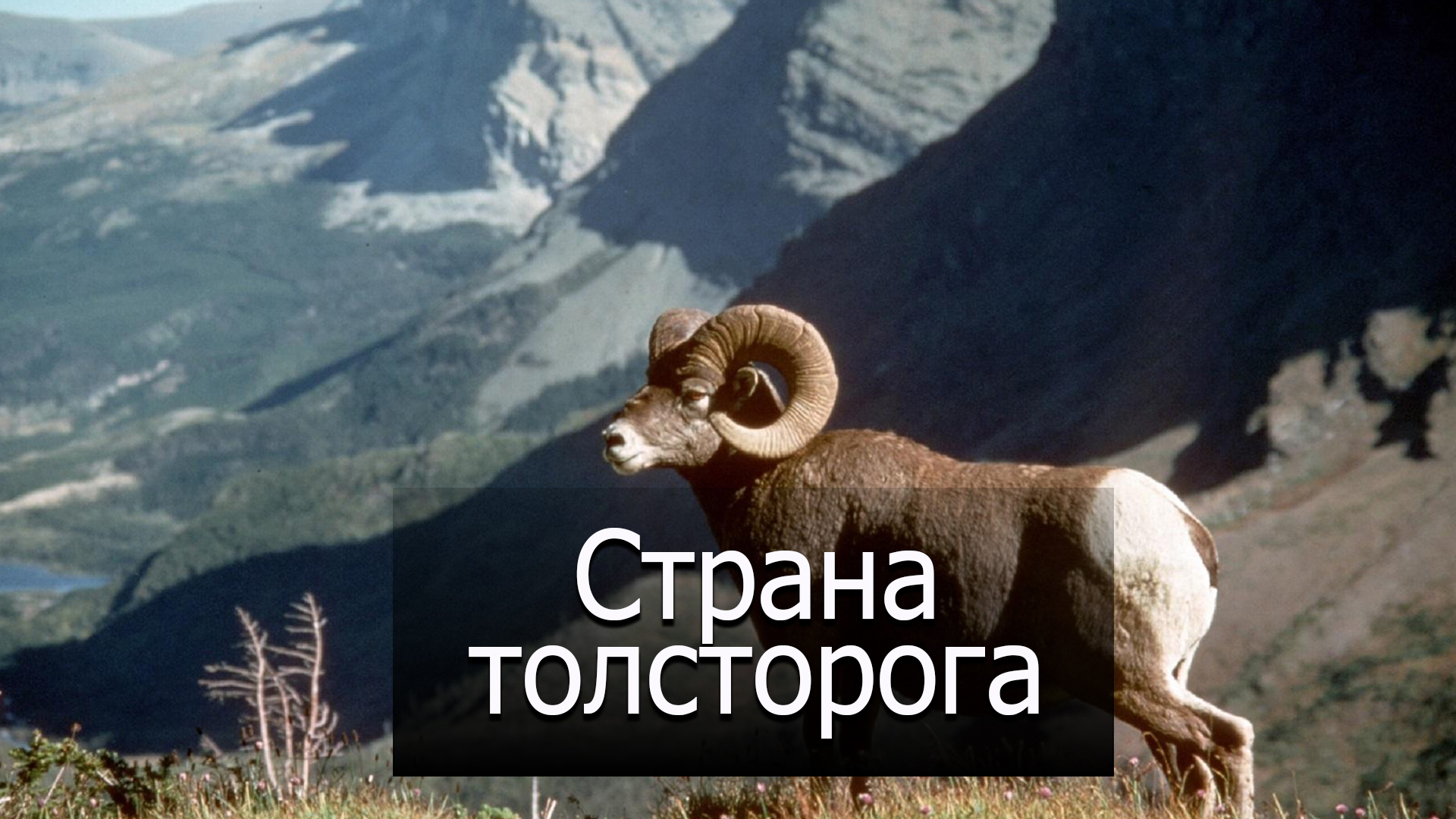 Страна толсторога