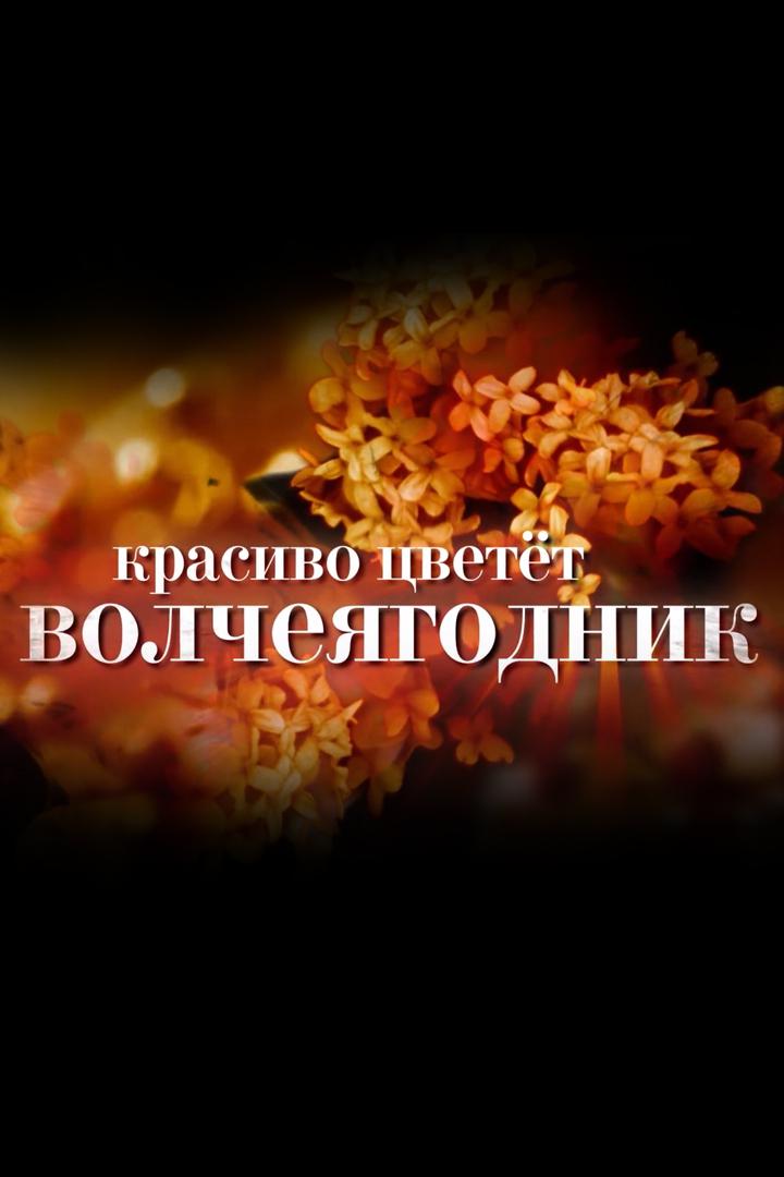 Красиво цветёт волчеягодник