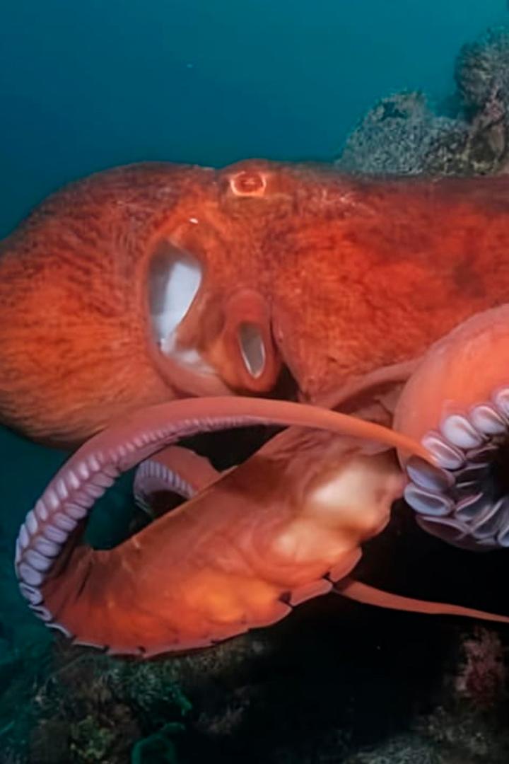 Гениальные морские охотники