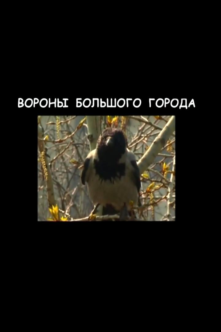 Вороны большого города